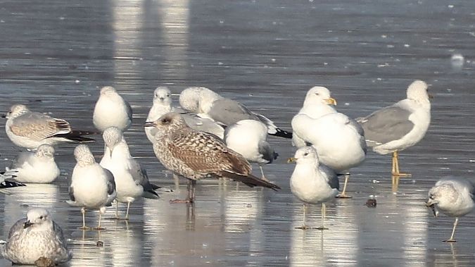 Lesser Black-backed Gull  - Jacek Betleja