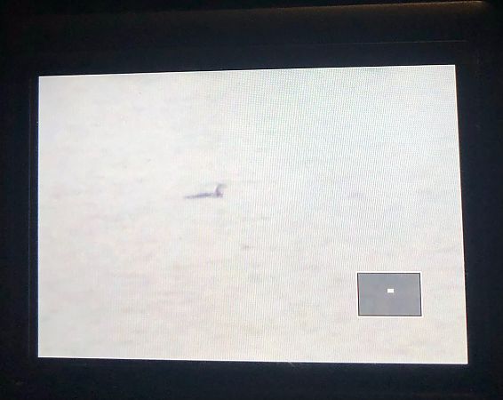 nur czarnoszyi  - Brunon Kwasik