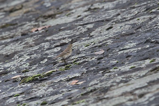 siwerniak  - Brunon Kwasik