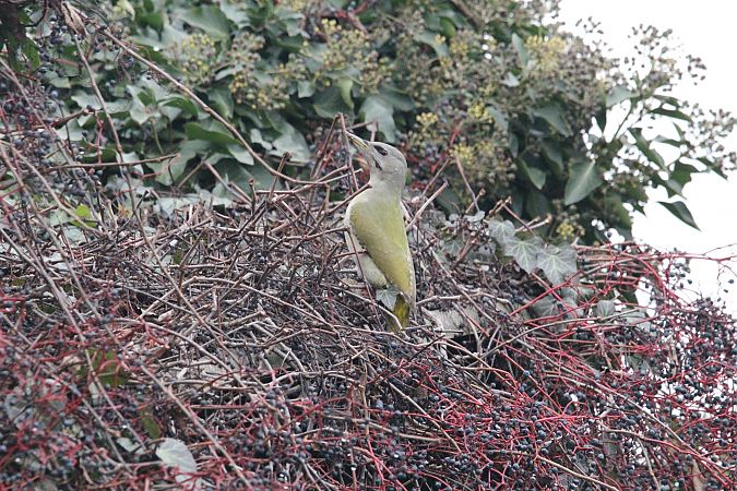 Pic cendré  - Brunon Kwasik