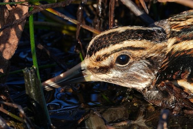 bekasik  - Wiktor Kroker