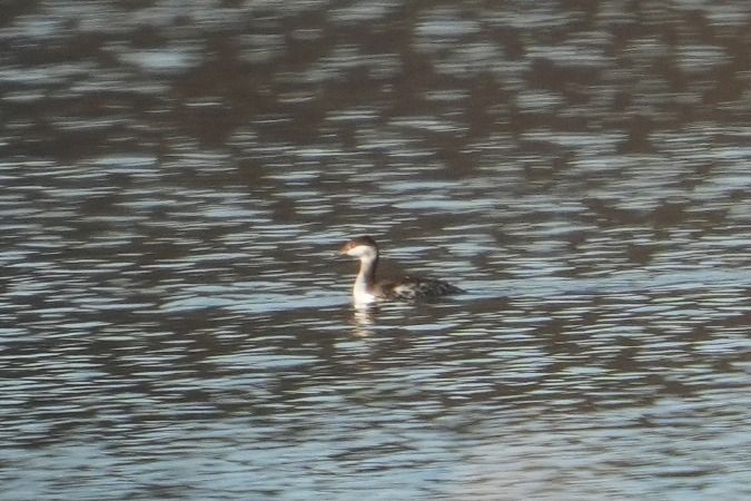 perkoz rogaty  - Wiktor Kroker