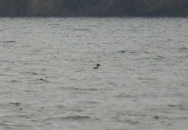 szlachar  - Tomasz Rygiel