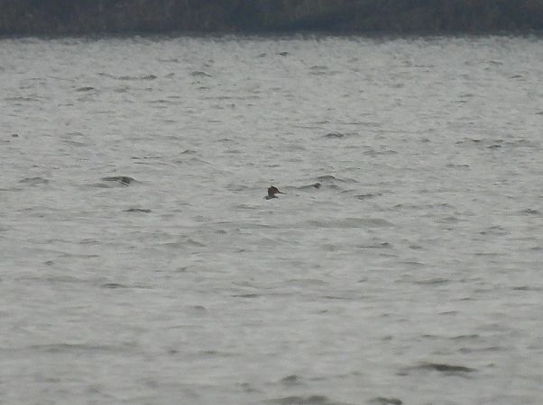 szlachar  - Tomasz Rygiel