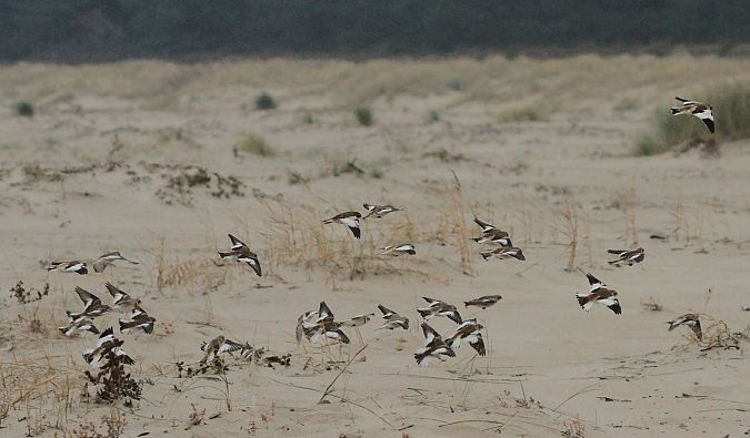 śnieguła  - Tomasz Kulakowski