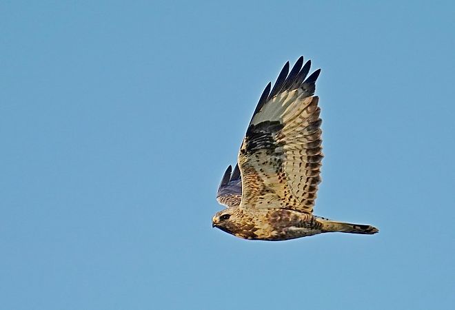 myszołów włochaty  - Grzegorz Grygoruk