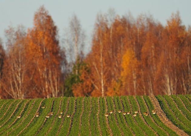 siewka złota  - Grzegorz Grygoruk