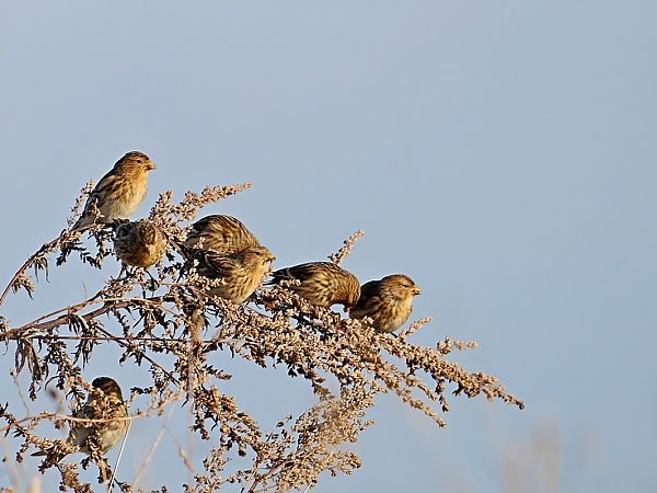 rzepołuch  - Grzegorz Grygoruk
