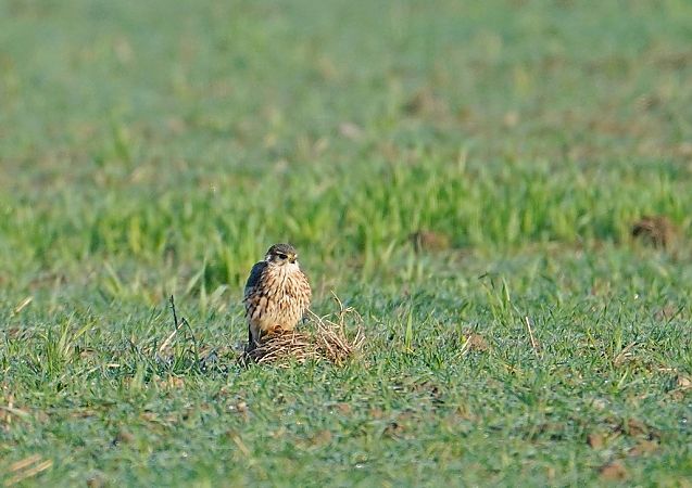 drzemlik  - Grzegorz Grygoruk