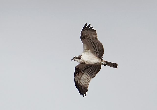 Fischadler  - Grzegorz Grygoruk