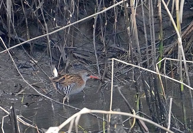 Wasserralle  - Grzegorz Grygoruk