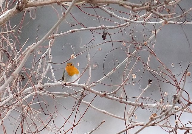 rudzik  - Grzegorz Grygoruk