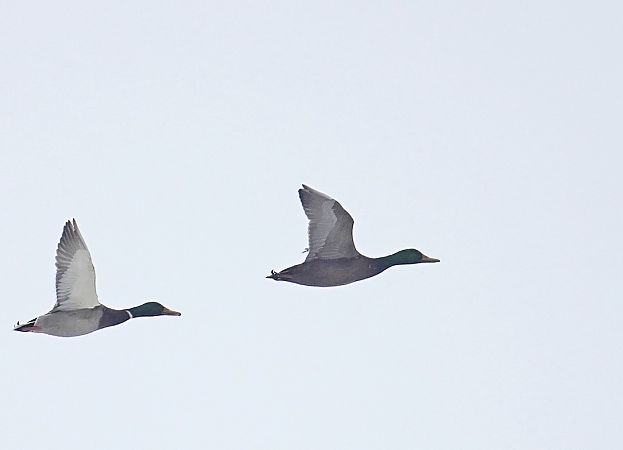 Stockente  - Grzegorz Grygoruk