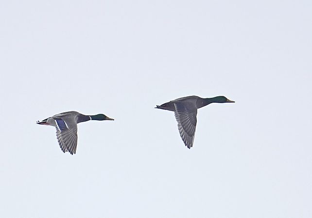 Stockente  - Grzegorz Grygoruk