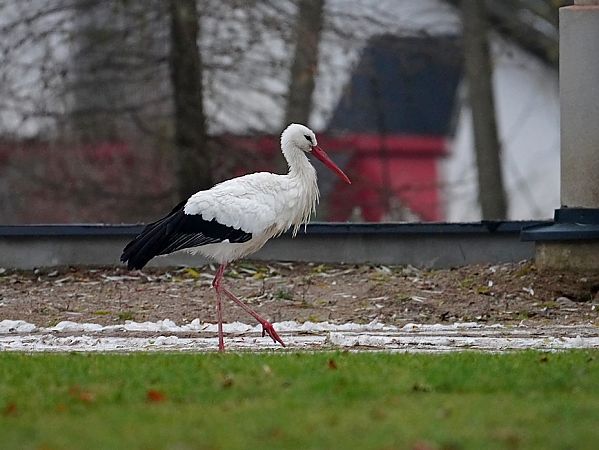 White Stork  - Grzegorz Grygoruk