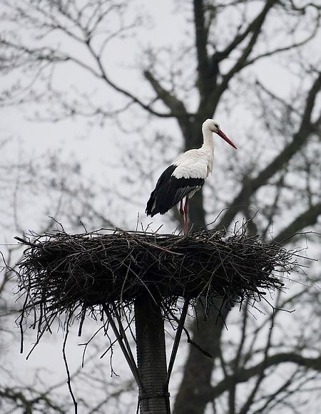Cigogne blanche  - Grzegorz Grygoruk