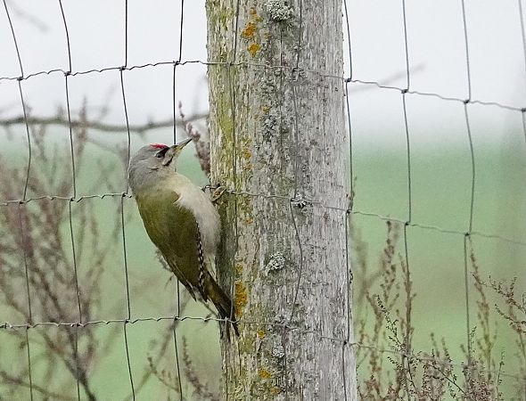 Grauspecht  - Grzegorz Grygoruk