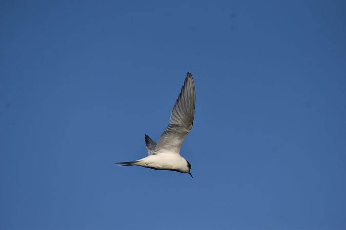 rybitwa popielata  - Hanna Lisiecka