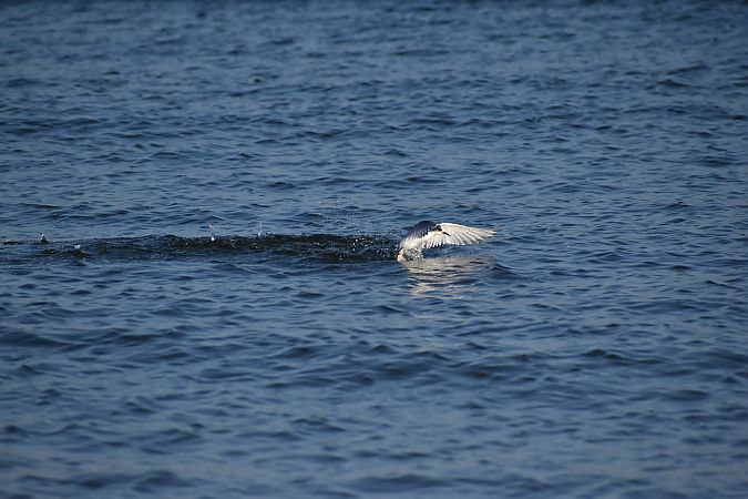 rybitwa popielata  - Hanna Lisiecka