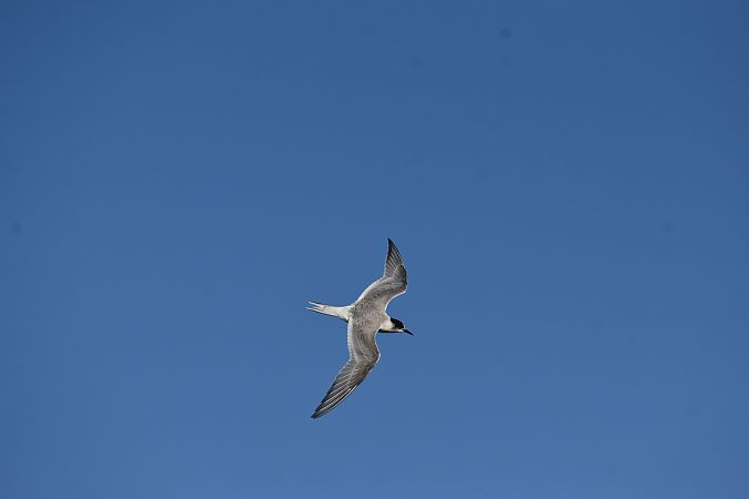 rybitwa popielata  - Hanna Lisiecka