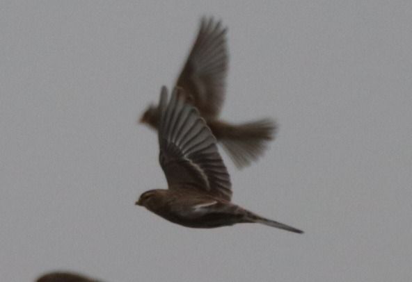 rzepołuch  - Mariusz Majewski