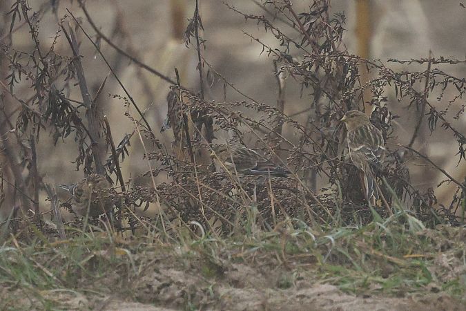 rzepołuch  - Łukasz Krajewski