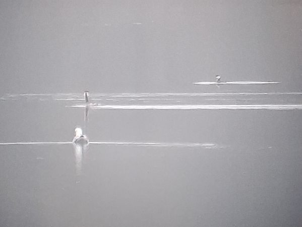 perkoz rogaty  - Łukasz Krajewski