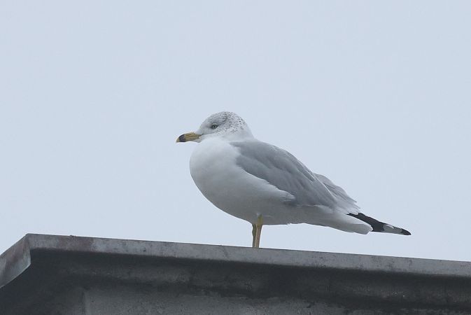 mewa delawarska  - Łukasz Krajewski