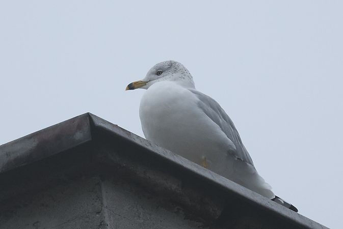 mewa delawarska  - Łukasz Krajewski