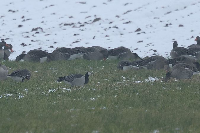 bernikla białolica  - Łukasz Krajewski