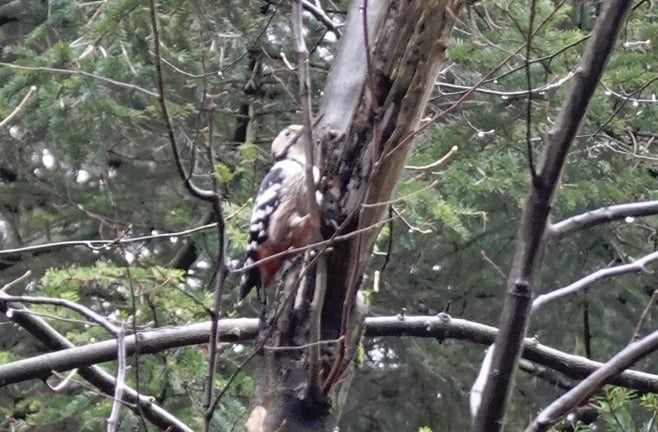 dzięcioł białogrzbiety  - Dawid Byledbał