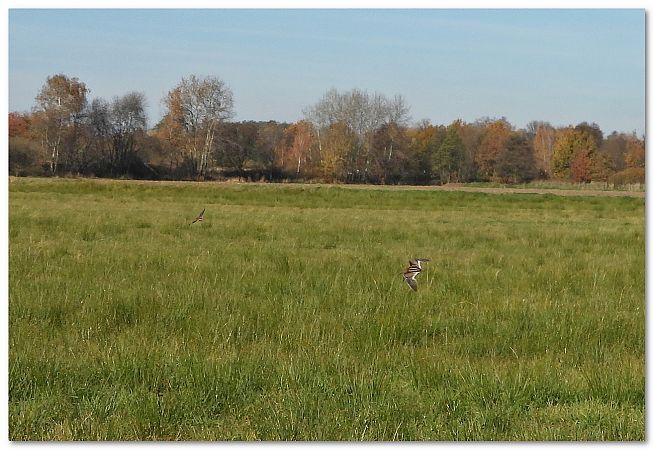 bekasik  - Piotr Gajewski