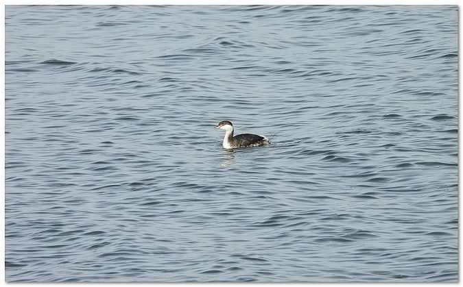 perkoz rogaty  - Piotr Gajewski