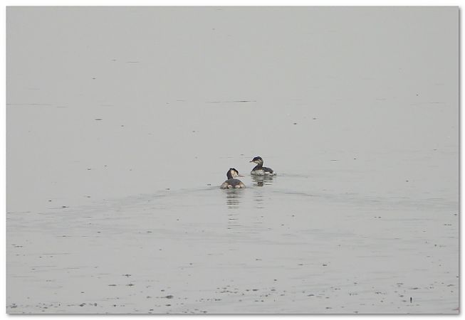 perkoz rogaty  - Piotr Gajewski