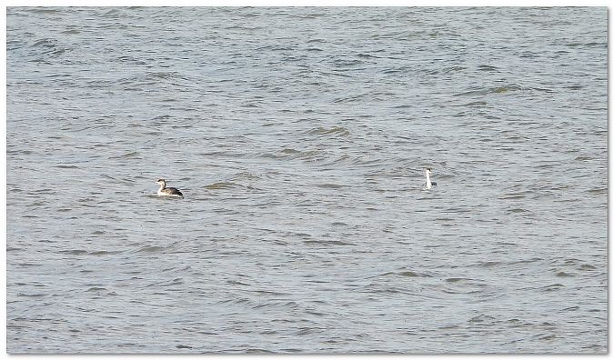 perkoz rogaty  - Piotr Gajewski