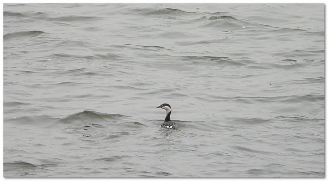 perkoz rogaty  - Piotr Gajewski