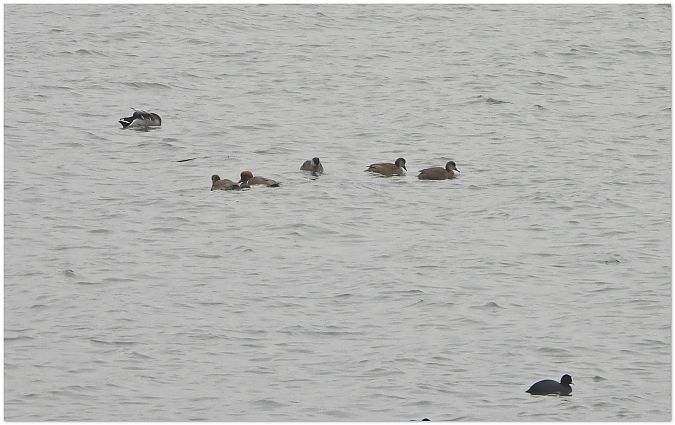 hełmiatka  - Piotr Gajewski