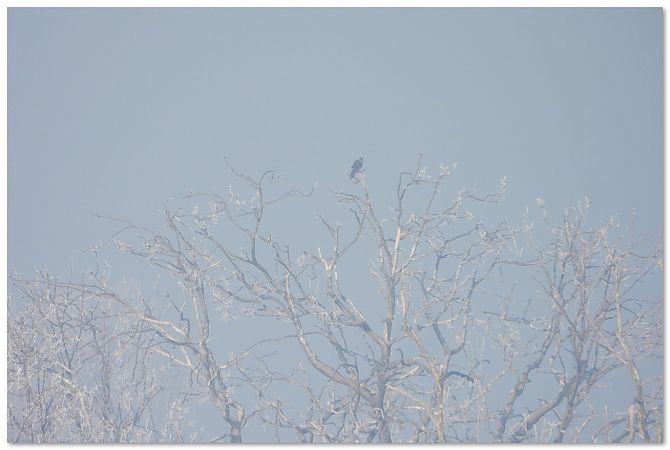 sokół wędrowny  - Piotr Gajewski