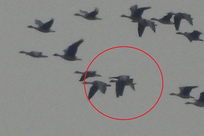 bernikla białolica  - Justyna Krawczyk