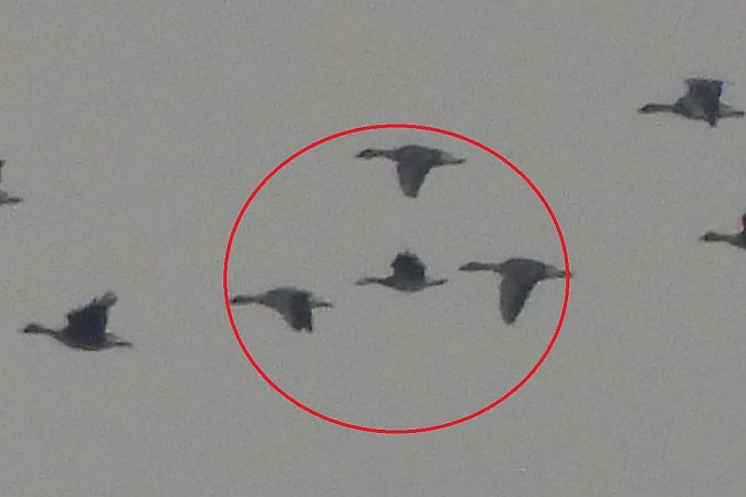 bernikla białolica  - Justyna Krawczyk