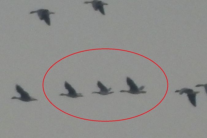 bernikla białolica  - Justyna Krawczyk