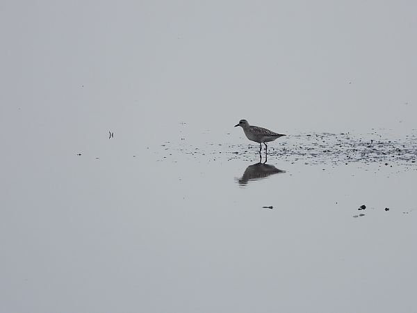 Kiebitzregenpfeifer  - Justyna Krawczyk