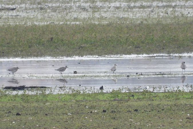 Pluvier argenté  - Justyna Krawczyk