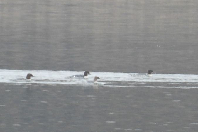 Mittelsäger  - Justyna Krawczyk