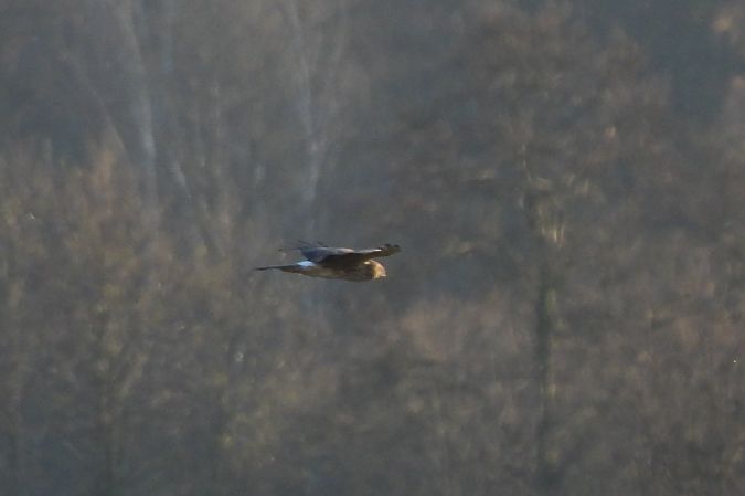 Kornweihe  - Justyna Krawczyk