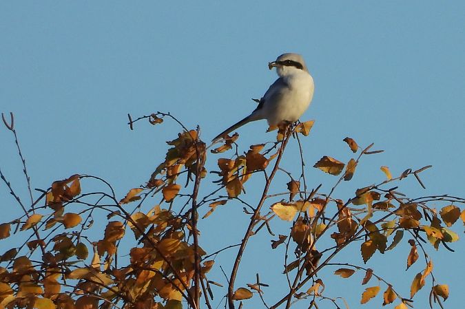 Pie-grièche grise  - Justyna Krawczyk
