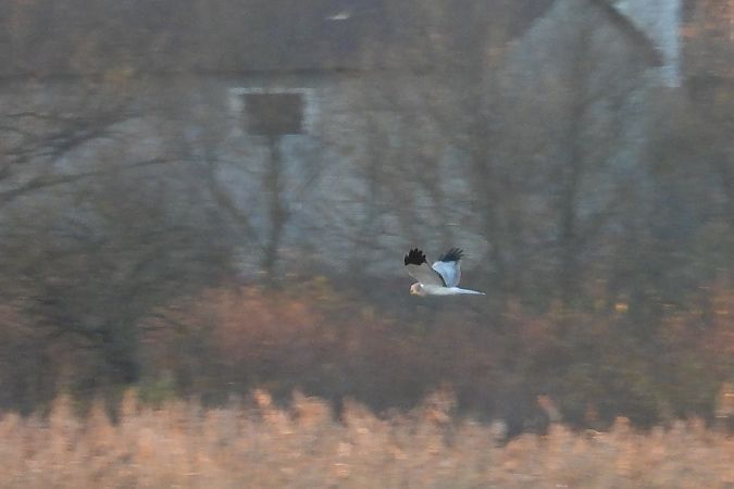 Kornweihe  - Justyna Krawczyk