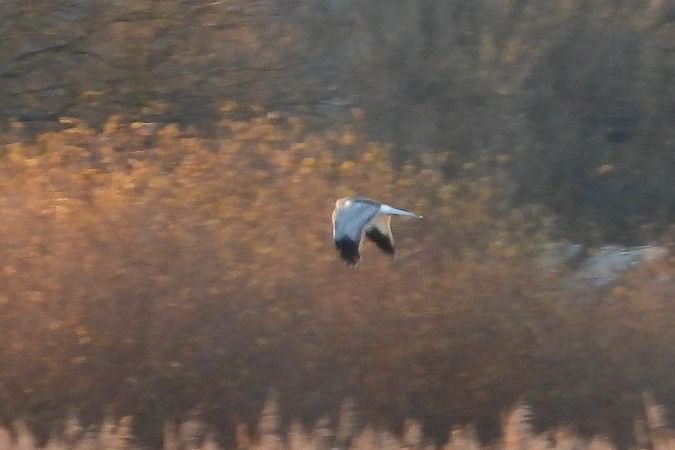 błotniak zbożowy  - Justyna Krawczyk