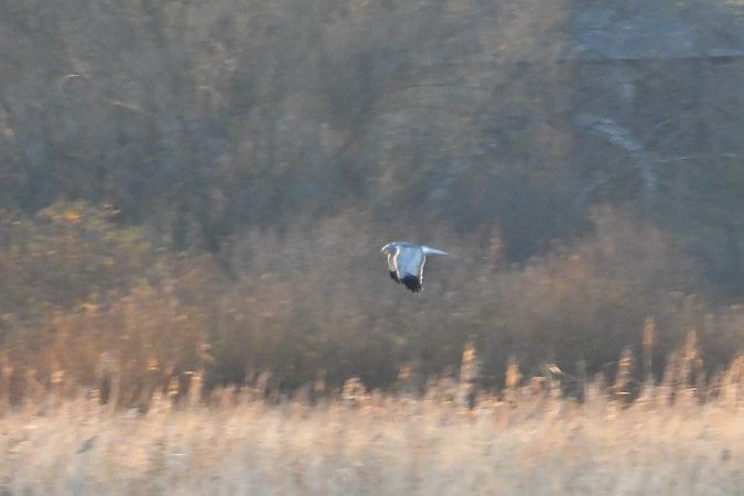 błotniak zbożowy  - Justyna Krawczyk