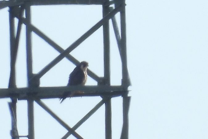 sokół wędrowny  - Justyna Krawczyk